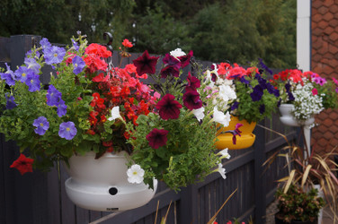 Cup & Saucer Self-Watering Hanging Baskets shown in white and sunflower