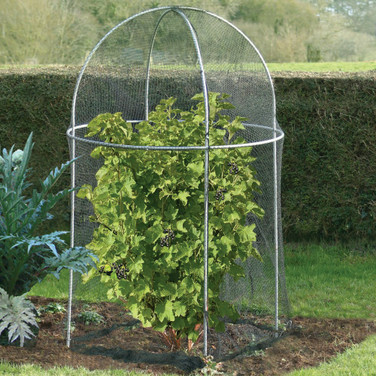 Dome Fruit Cage from Agriframes