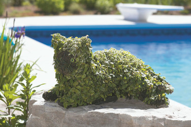 Lying Cat Topiary mossed