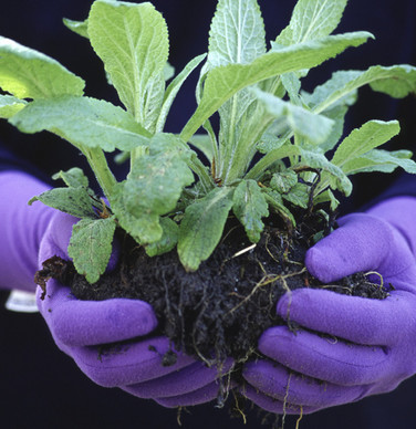 Original Foxgloves Gardening Gloves