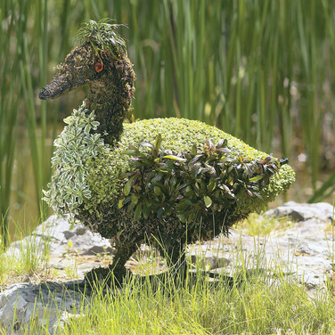 Duck Topiary Mossed & Planted