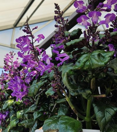 Late Summer Refresh for Window Hayrack Plantings