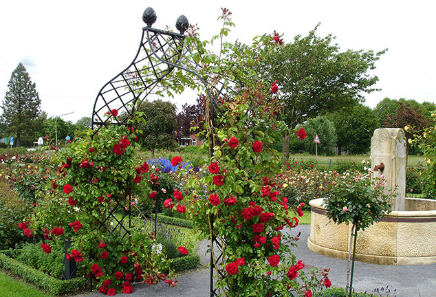 Best supports for different types of Roses