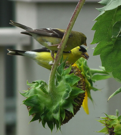 Designing a Landscape That's For the Birds