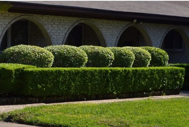 Evergreen Shrubs - Backbone of the Home Landscape