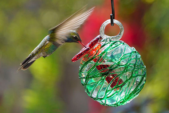 Hummingbirds - Fun Facts & Regional Plant List