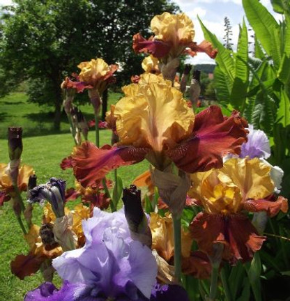 Iris: A Rainbow of Color for your Garden