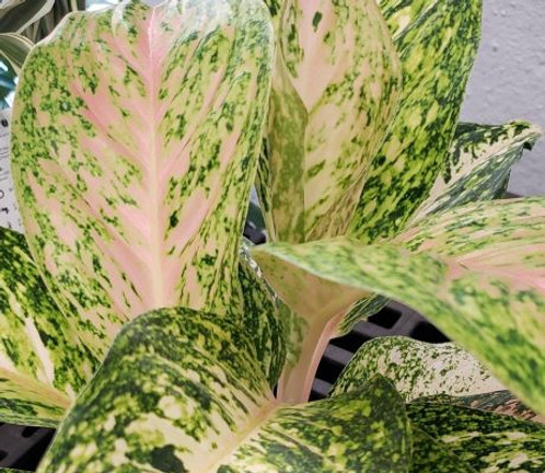 Pink Foliage Houseplants