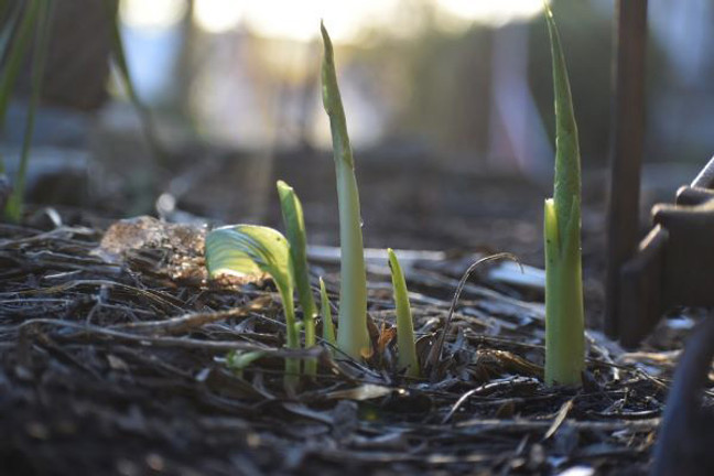 Not So Perennial Perennials