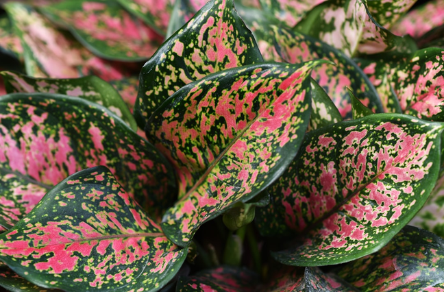 Pink Foliage Houseplants