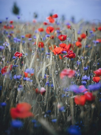 Flower Seeds to Sow in Fall