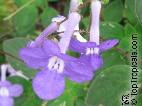 Streptocarpella ‘Concord Blue’ : Ever-Blooming Shade Plant