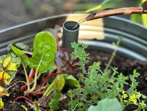 Self-Watering Planters for Container Gardening