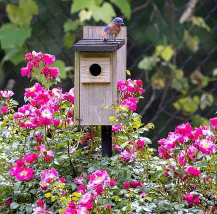 Birdhouses: Types, Sizes, Placement & Care Guide