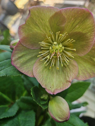 Early Spring Blooms for the Shade Garden
