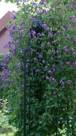 Best Clematis for Arches & Trellises: Varieties Chart