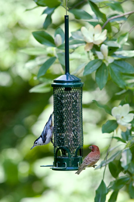 Squirrel Buster Mini keeps the squirrels away from your bird feeders