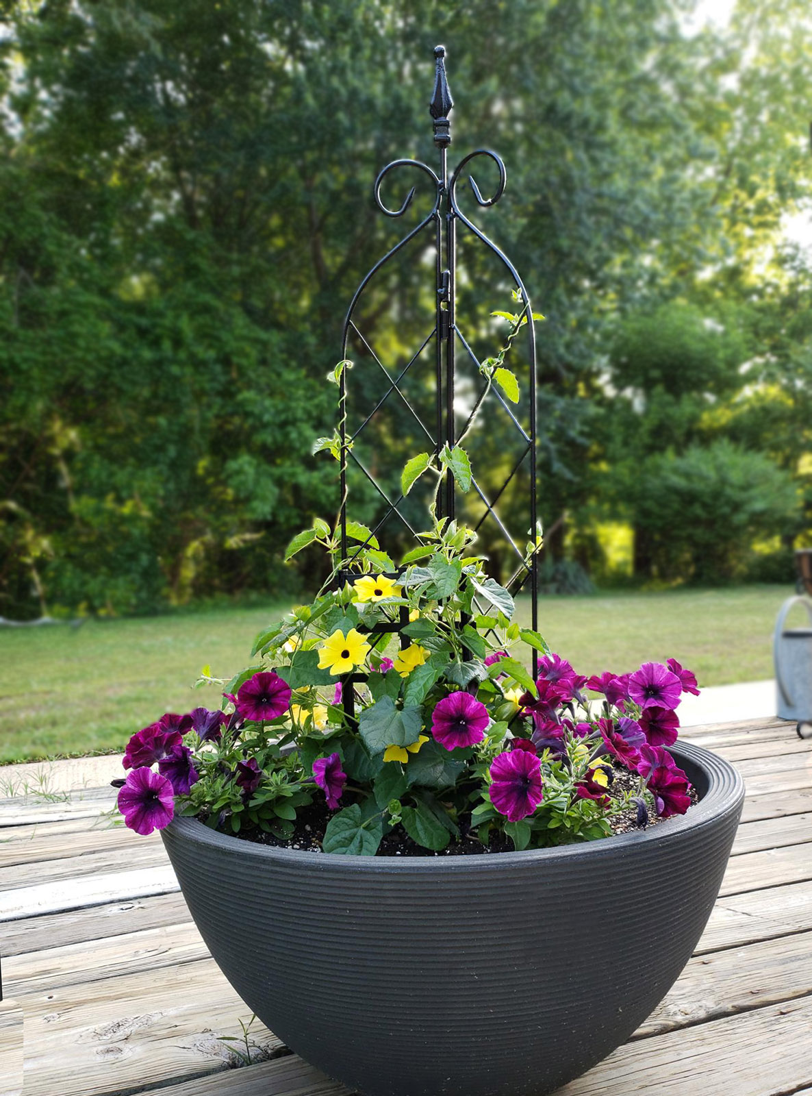 New Plant Trellis Potted Climbing Plants High Quality Garden Houseplants  Flowers | eBay