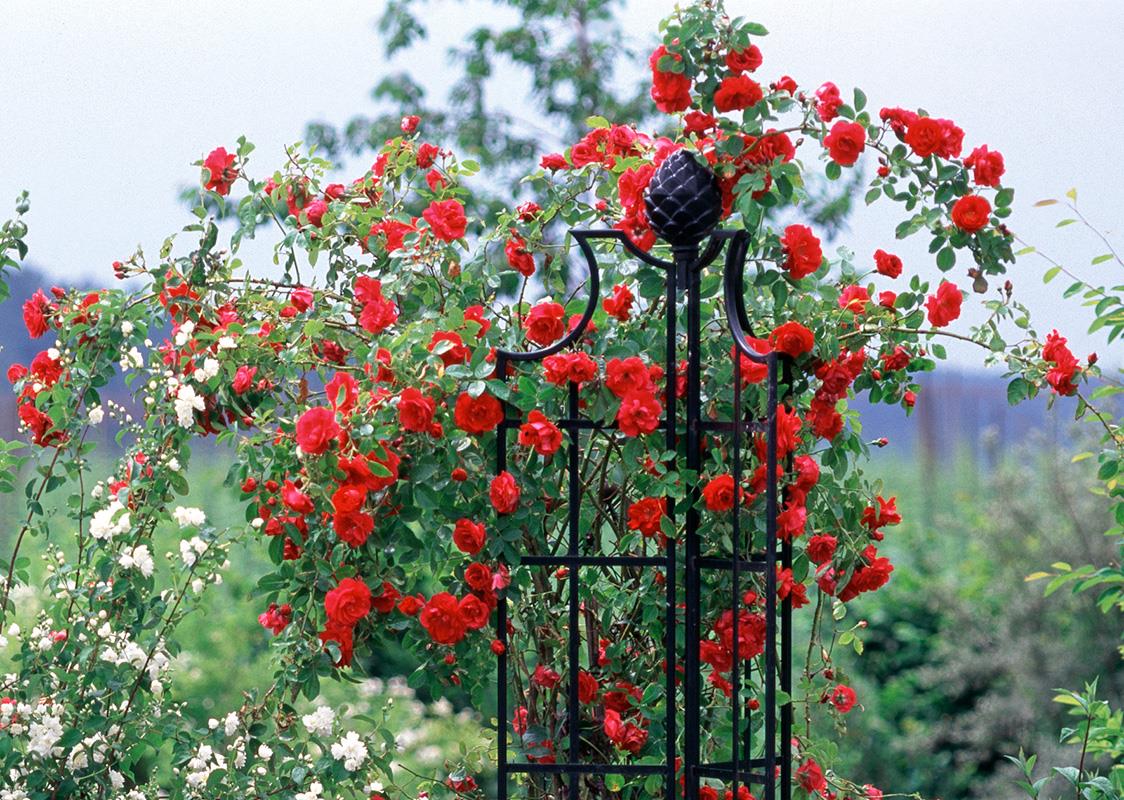 Obelisk II Rose Support 6'10