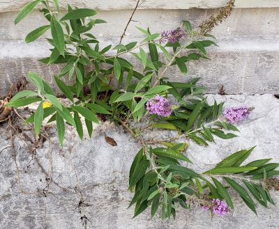 "Eco-Safe" Cultivars of Invasive Plants?