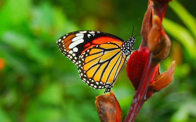 Butterfly Gardening - Tips & Plants to Attract Butterflies - Garden ...