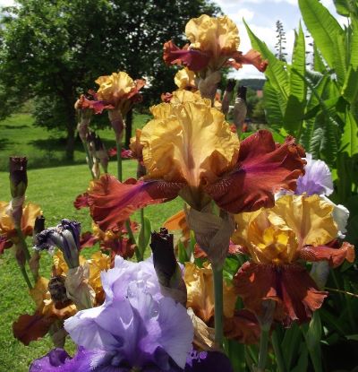 Iris: A Rainbow of Color for your Garden Iris: A Rainbow of Color for your Garden