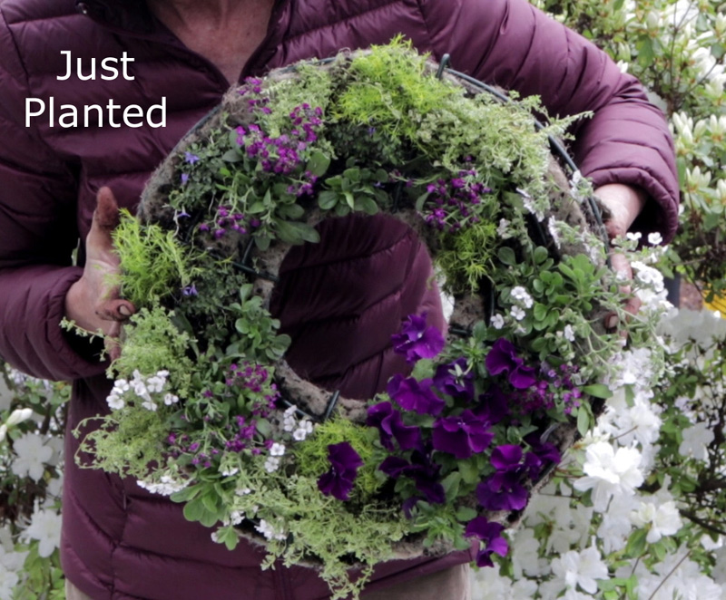 Living Wreath Living Wreath