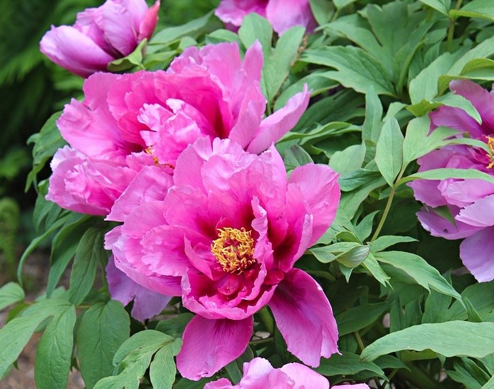 Pretty Peonies Pretty Peonies