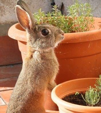 Protecting Plants from Animal Damage Protecting Plants from Animal Damage