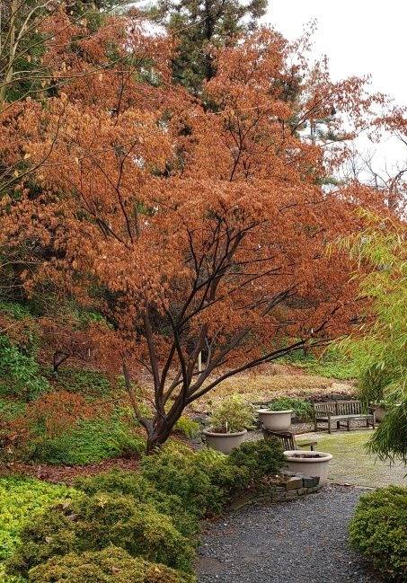 The Winter Garden: From Dull to Dazzling The Winter Garden: From Dull to Dazzling