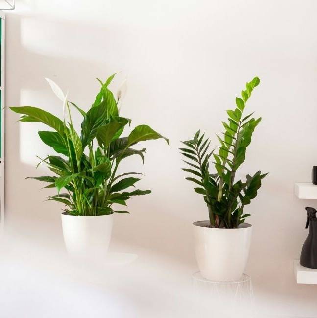 Houseplants: 10 Top Low-Maintenance Choices