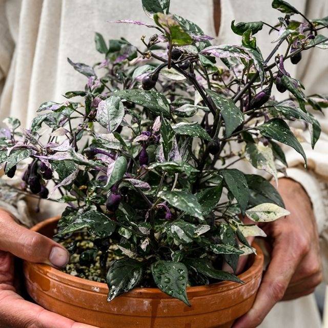 Unique Plants for Window Hayracks and Hanging Baskets