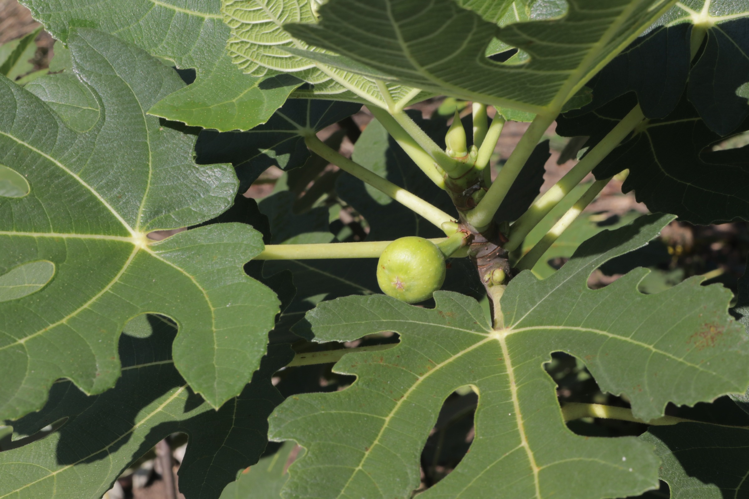 Figs in the Home Garden