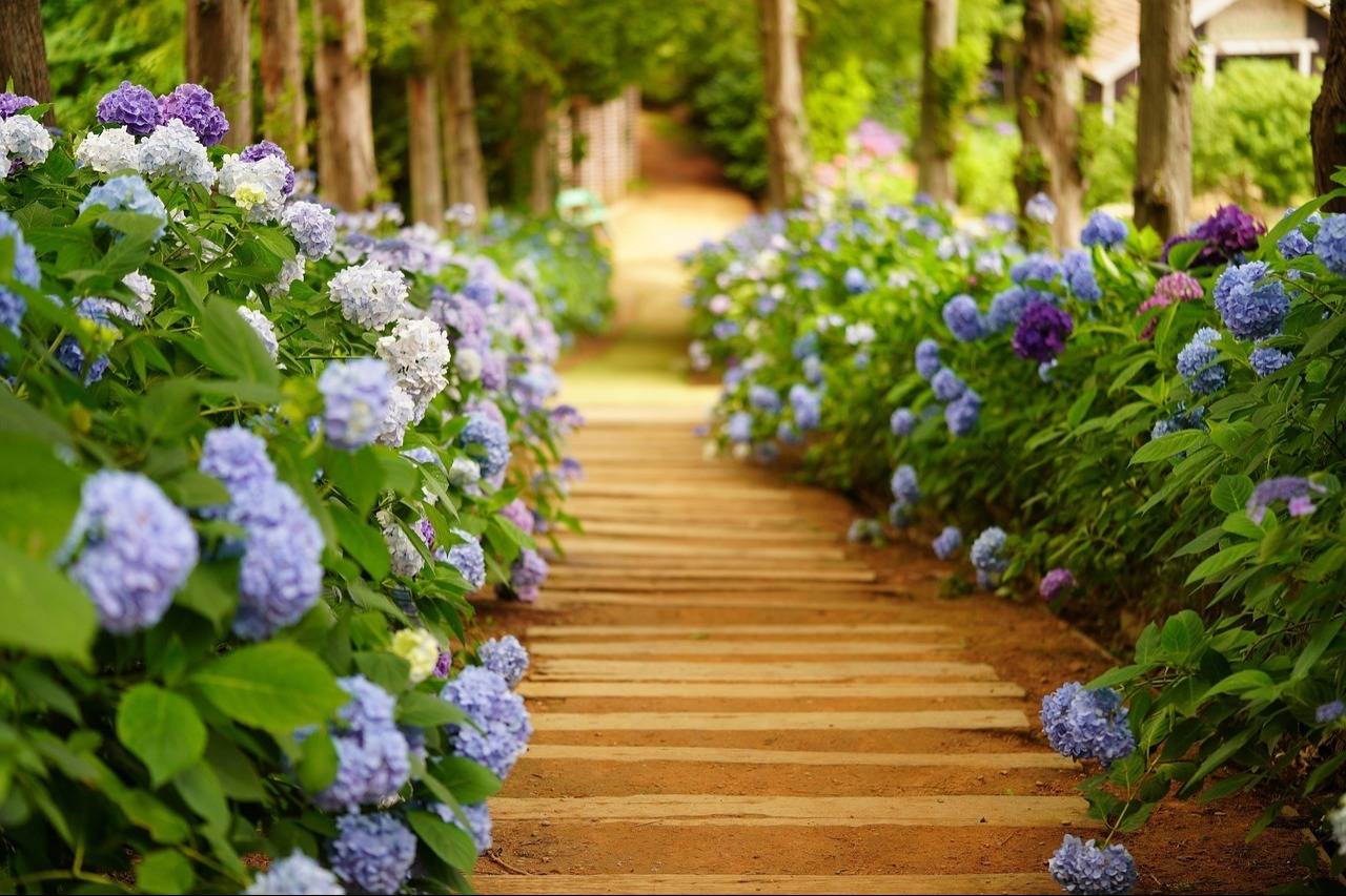 Hydrangeas: Finding the Right One for Your Garden