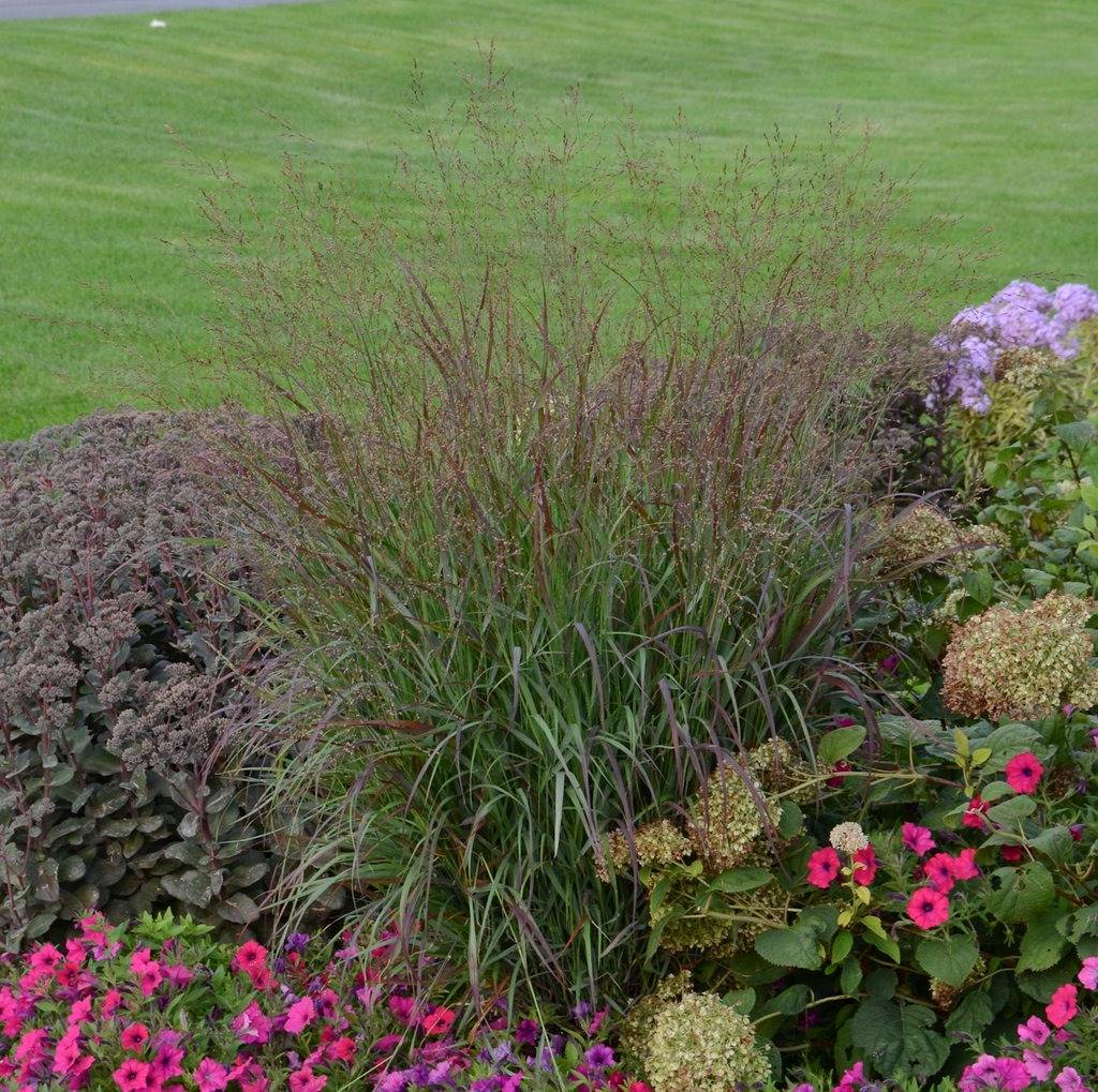 Native Ornamental Grasses for the Garden and Landscape