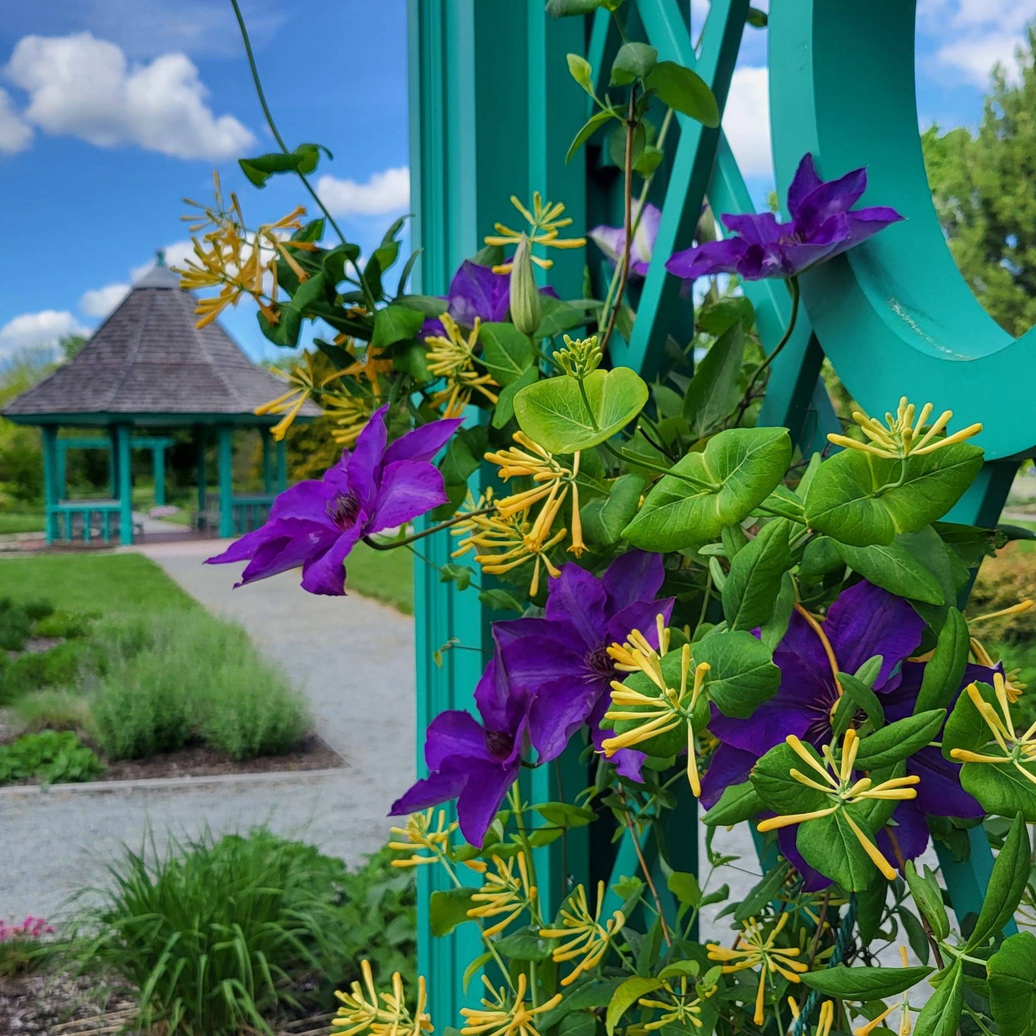 Best Vines for Trellises