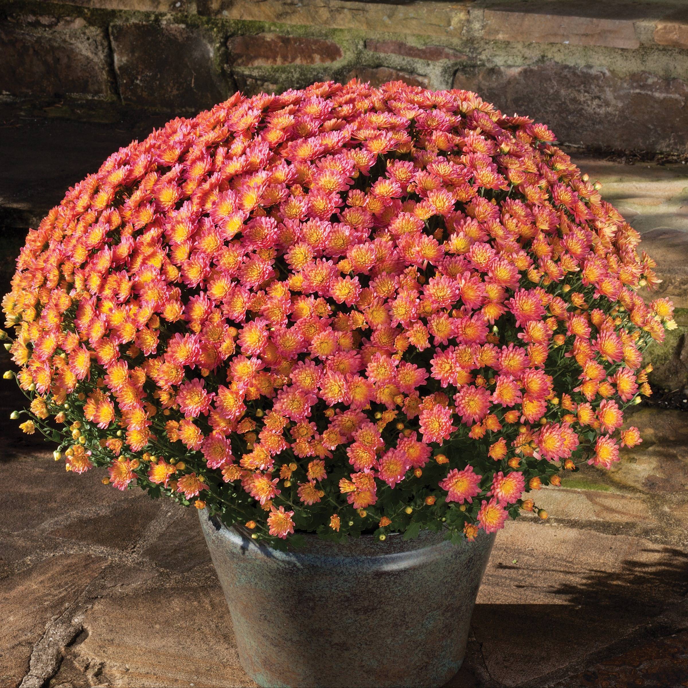 Fall Mums, Hardy Mums, Garden Mums: What's the Difference?