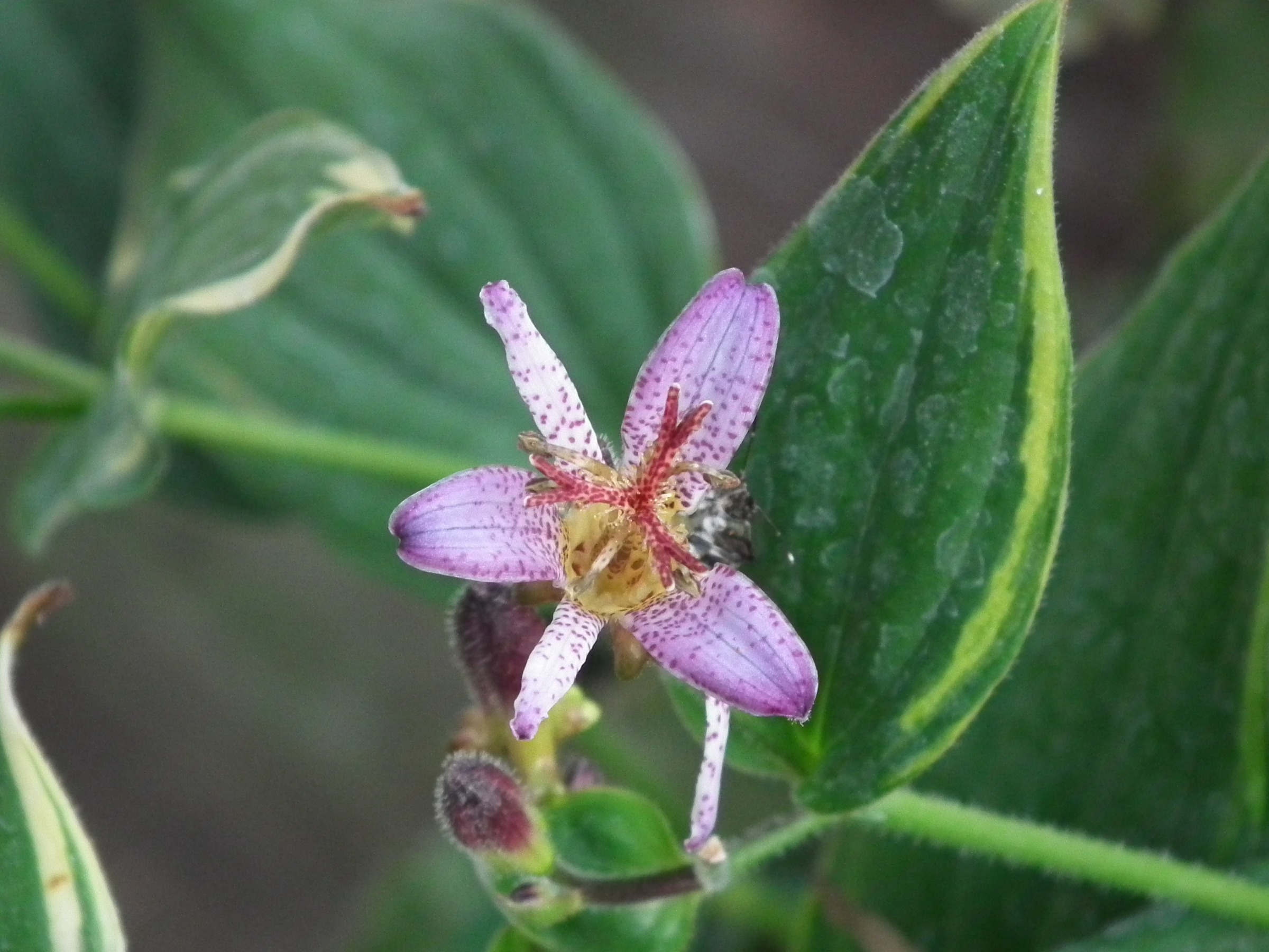 Fall Blooming Flowers: The Best Blooming Perennials and Annuals for your Autumn Garden