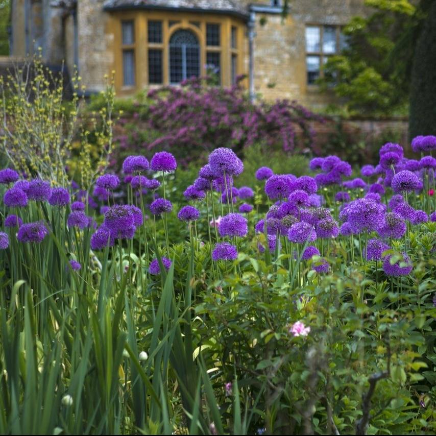 Alliums: Ornamental and Edible Stars of the Garden