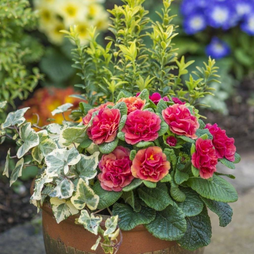 Primrose (Primula) Care Guide for Spring Blooms