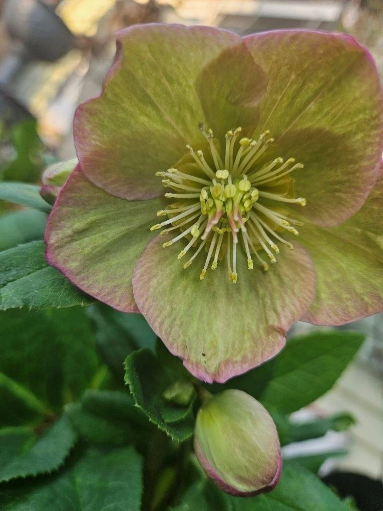 Early Spring Blooms for the Shade Garden