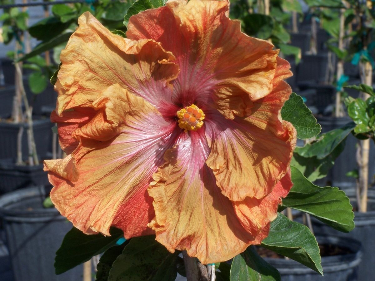 Hibiscus:  Spectacular Flowers for Every Garden