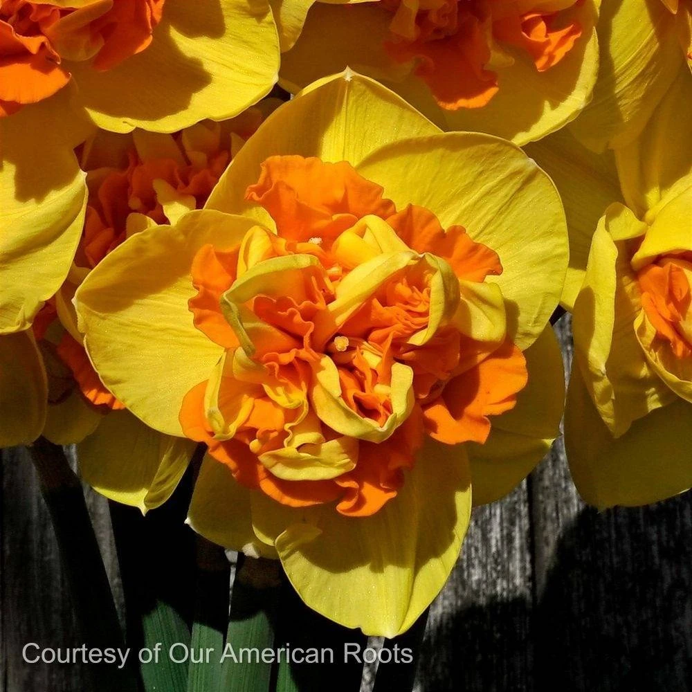 Best Deer, Rabbit, & Rodent Resistant Spring-Blooming Bulbs