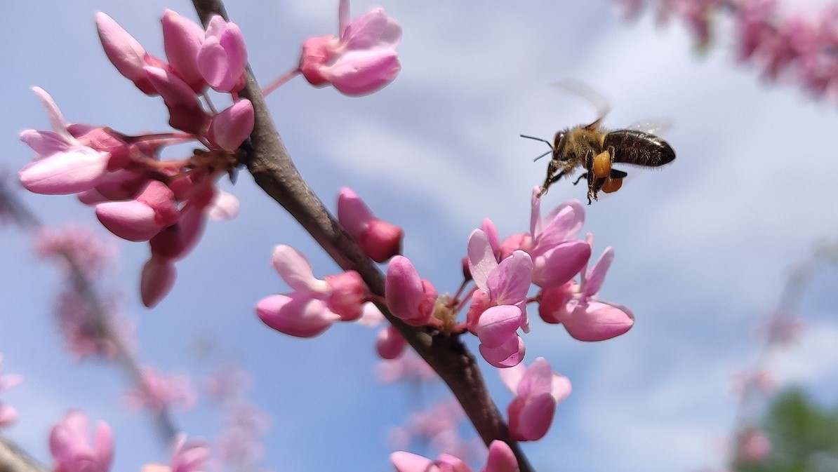 Help for Early Spring Pollinators - Garden Artisans LLC