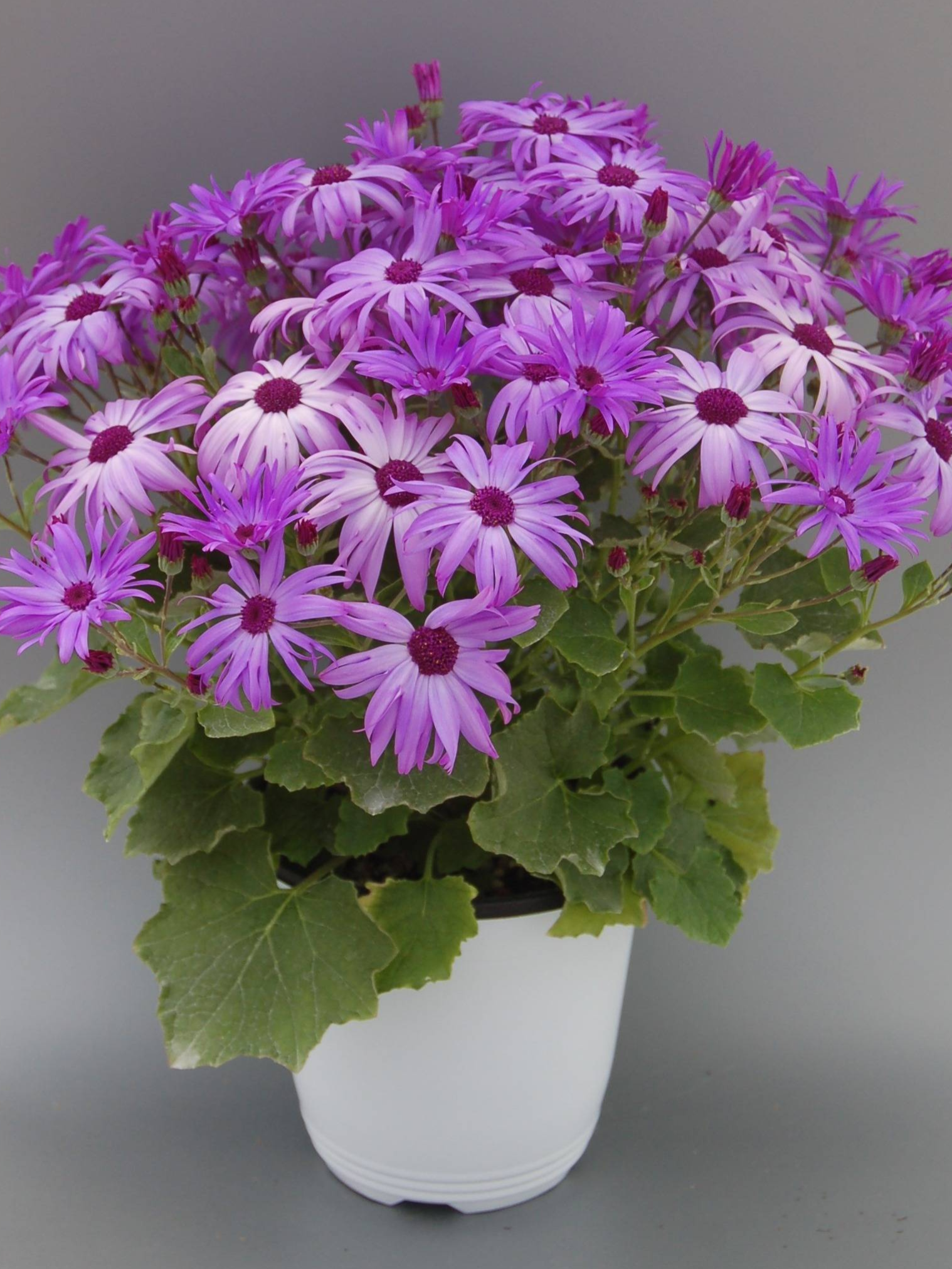 Cold Tolerant Plants for Early Spring Gardens and Containers