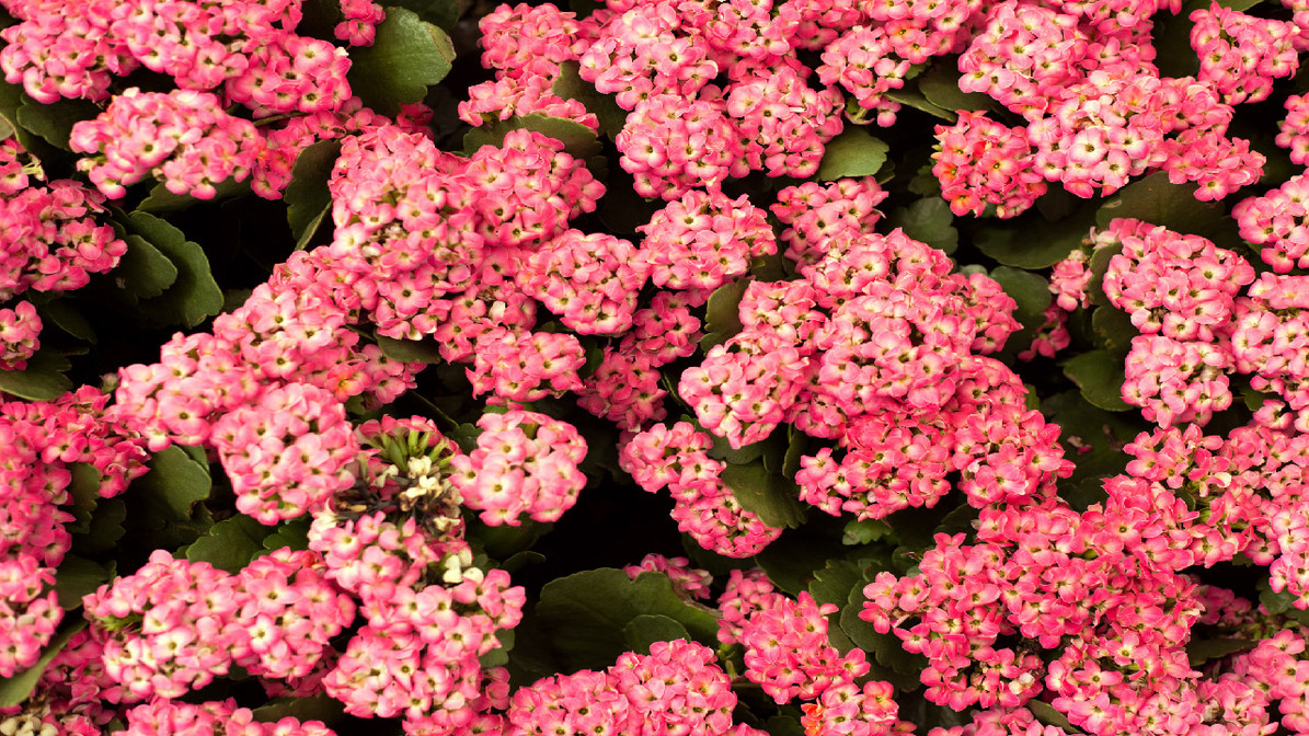 Top 20 Best Spring Flowers - DripWorks