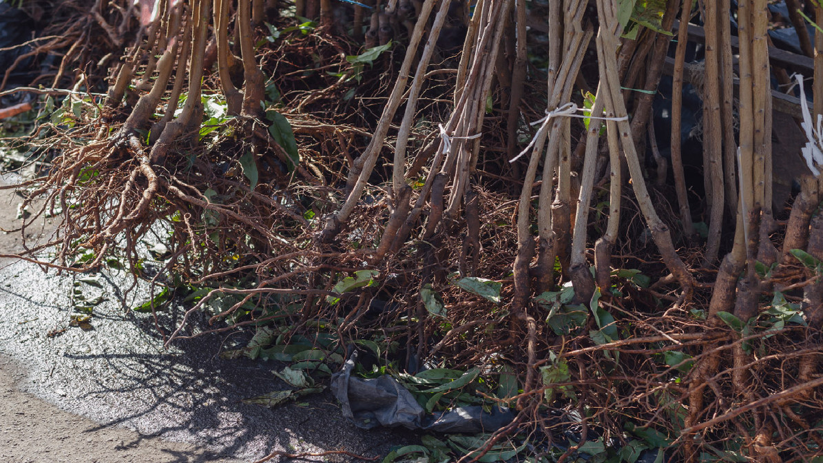 How to Locate the Sprinkler Heads with Overgrown Vegetation