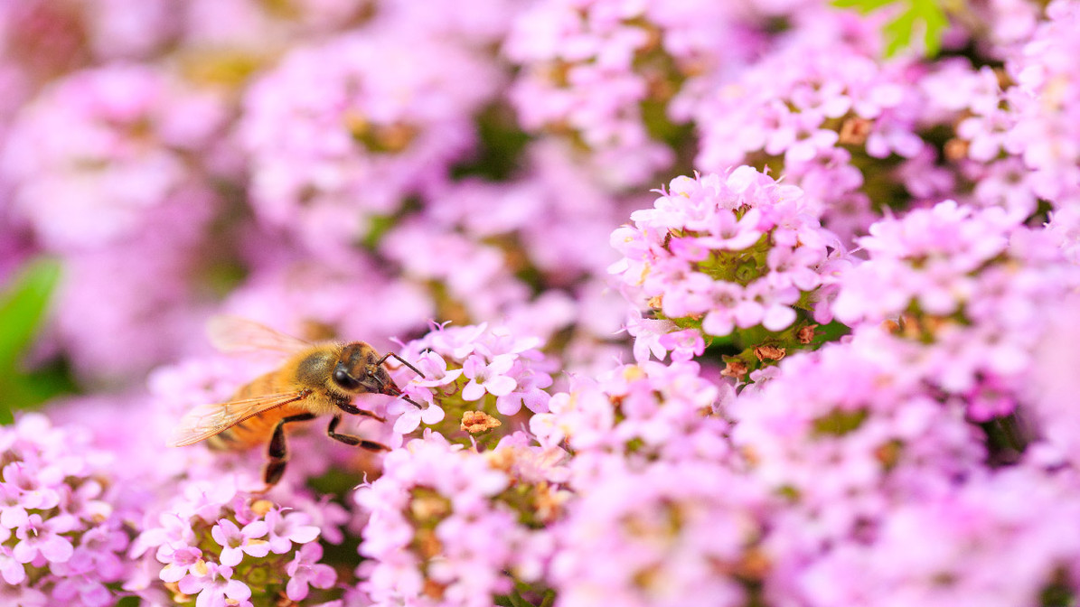 Plants and Flowers that Attract Honeybees DripWorks