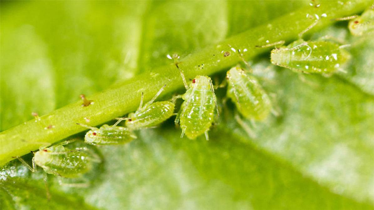 Practice leaf-to-root eating on all that mint taking over your garden