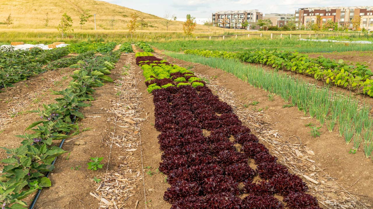 DIY Seed Tape: Planting and Spacing Carrots, Chard, Turnip and Beetroots -  DripWorks